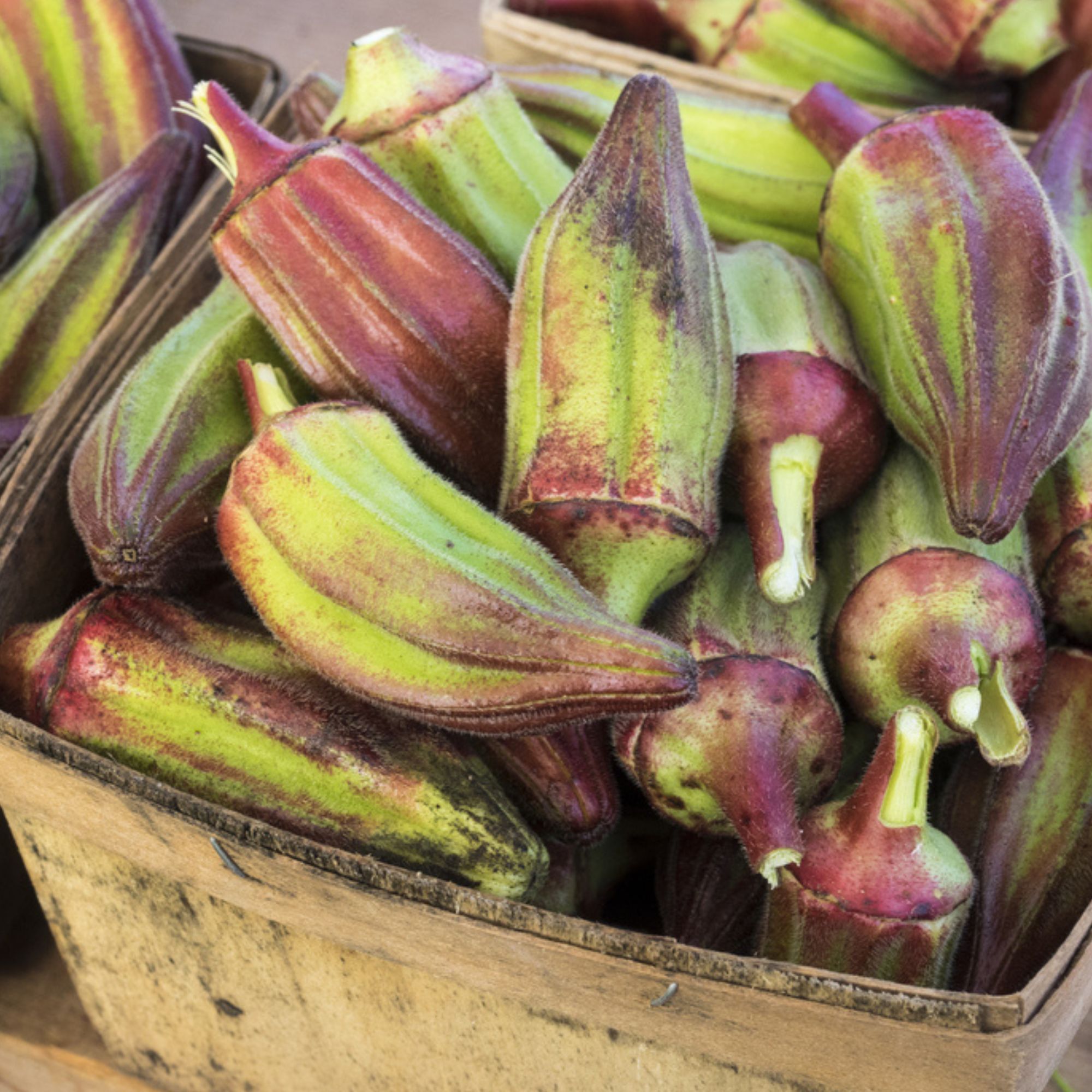 Okra Garden Seeds - Hill Country Red - 1 Oz - Heirloom, Non-GMO Vegetable - Buy Non-GMO Abelmoschus esculentus Farm & Gardening 